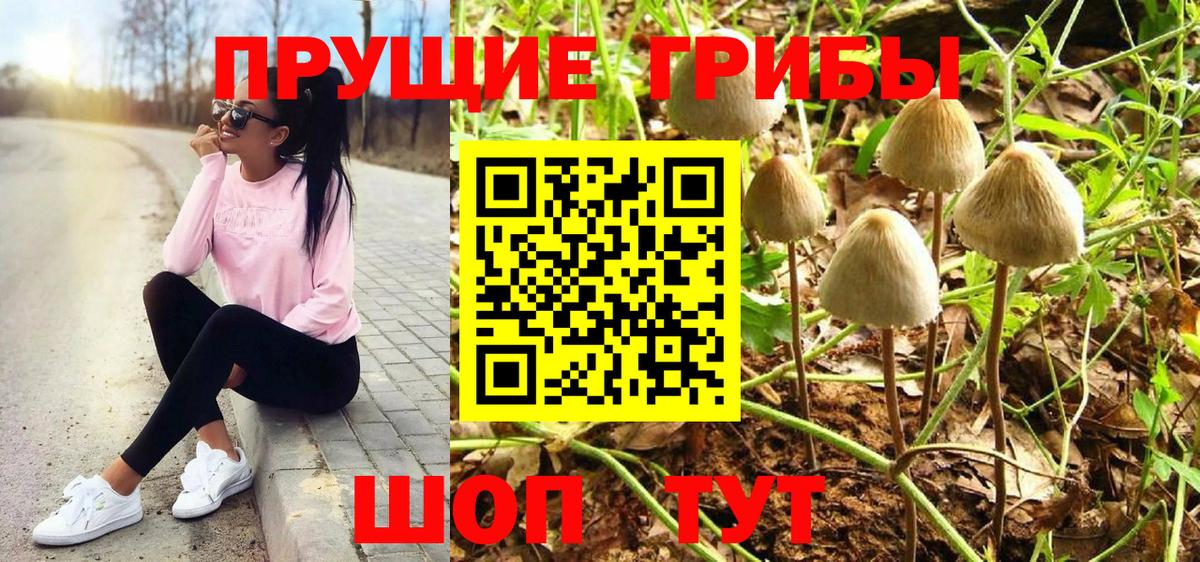 Псилоцибиновые грибы Psilocybe Губаха